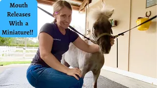 Friskey the Miniature Horse with a Very Small Mouth!! Horse Massage Part 2