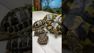 Mother Tortoise Recognizes Baby? #shorts