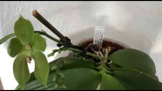 How NOT to Stake YOUR Orchid Spikes