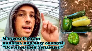 Максим Галкин показал корзину овощей: "Все из нашей теплицы"
