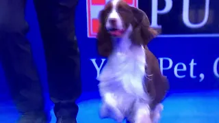 Springer Spaniel