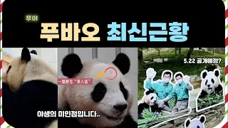 🐼 푸바오의 최신근황 / 곧 공개되는 우리푸바오?