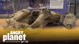 The Mammoth Museum ('Angry Planet' Episode 1 Clip)
