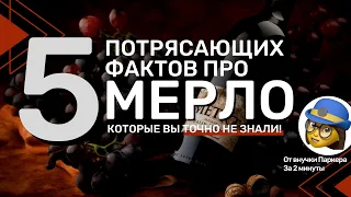 [5 УДИВИТЕЛЬНЫХ ФАКТОВ ПРО МЕРЛО] Которые вы точно не знали!