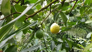 Лимон Пандероза. Стоит ли его выращивать дома?