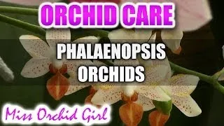 How to care for Phalaenopsis Orchids - Watering, fertilizing, reblooming