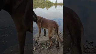 Сам себе грумер.