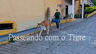 Tigre em São Paulo