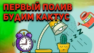 Полив кактусов. Как и когда поливать кактус? Первый Полив. Обзор после зимовки.