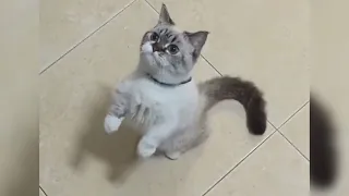 12 Minutes of Funny Cat Videos - EP 61