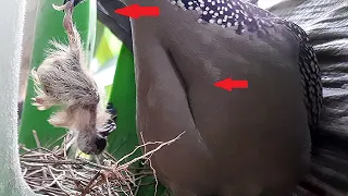 Dove Bird EATS UP baby Dove in BANANA Nest | Tragedy of banana Nest | baby dove bird | dumb bird