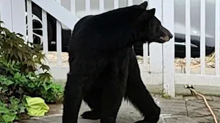 Black bear sightings create buzz in Brookland | NBC4 Washington