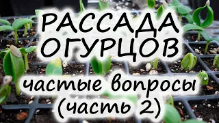 РАССАДА ОГУРЦОВ– почему вянет, вытягивается? Удобрение рассады огурцов дрожжами, борьба с болезнями