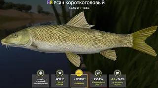 ТРОФЕЙНАЯ ТОЧКА УСАЧА КОРОТКОГОЛОВОГО на Ахтубе в Русской Рыбалке 4! РР4