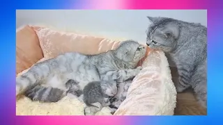 Dad cat meets his newborn kittens and kisses mom cat😘 Cute cat family😻Little kittens are confused