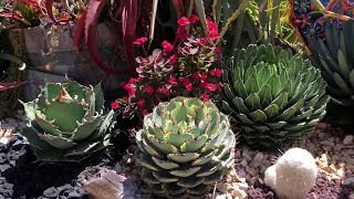 Private Succulent Garden Tour with Laura Eubanks