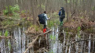 ОБНАРУЖИЛ в ЛЕСУ 300-летнюю НАХОДКУ!!! ДОРОГА через БОЛОТО...