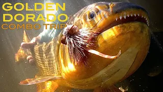Golden Dorado Combo Trip- Suindá and Pirá Lodge by Nervous Waters