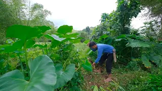[Story 94] I dig a lot of TARO near the river to make sweet delicacies | Farm to table experience!