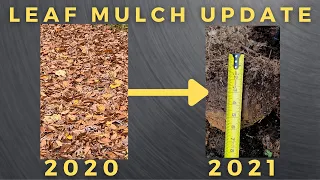 Autumn Leaf Mulch 2021 UPDATE