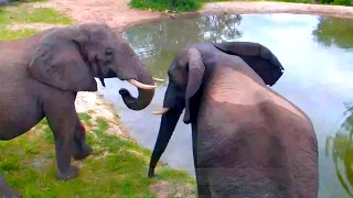 WildLife Молодые слоны выясняют отношения крупным планом  Naledi Африка Africa