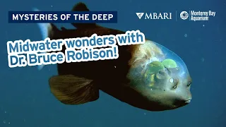 Mysteries of the Deep with MBARI's Dr. Bruce Robison — Midwater Wonders!