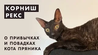 КОРНИШ РЕКС 1 ГОД / привычки кота / приколы с котом