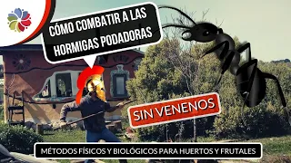 🐜 HORMIGAS PODADORAS (cómo combatirlas SIN VENENOS) | aplicando PERMACULTURA