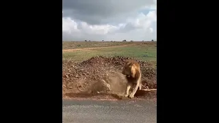 Lioness Protect the Cubs from young Male 😱🦁 #shorts.