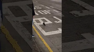 pigeon was unfortunately run over by a car | 灰鴿俾車車死