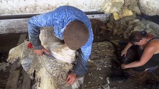 Стрижка овец ножницами, или как постричь овцу