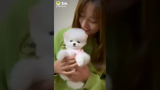 Pomeranian Dog 🐶 tik tok chó phốc sóc mini | Funny pets Videos _10#Shorts