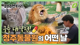 청주동물원 바람이 & 야생동물 구충제 먹는 방법_청ZOO멘터리