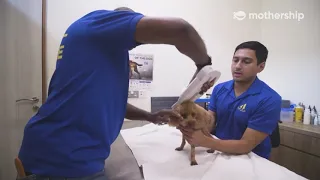 We follow SPCA's rescue team for a day