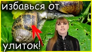 Как избавиться от УЛИТОК в огороде и в саду?!