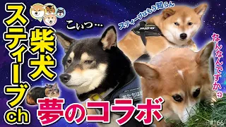 【コラボ企画】あの柴犬スティーブchと念願のコラボなのにケンカばっかり