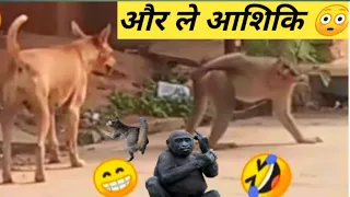 Funny Animal Videos 😁 - BEST Funny Cats And Dogs Compilation🥰Cute Animals Part 167 @petcollective
