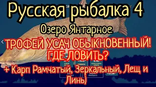 РР4. Озеро Янтарное. Где ловить ТРОФЕЙ Усач обыкновенный. Где ловить Карп Рамчатый, Зеркальный и Лещ