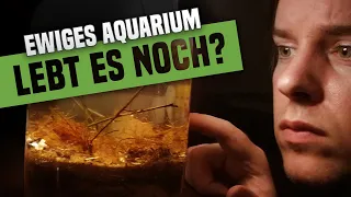 Ewiges Aquarium im Glas: 7 Monate später! (Ecosphere)