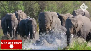 Meghan Markle narrates Disney film about elephants (2020)