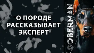 ДОБЕРМАН. Всё о породе Doberman рассказывает эксперт