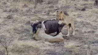 Lions Kill Wildebeest