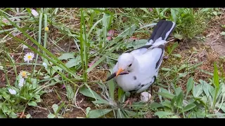 Seltene Weiße Amsel Baden-Württemberg Stuttgart Ditzingen auf Futtersuche