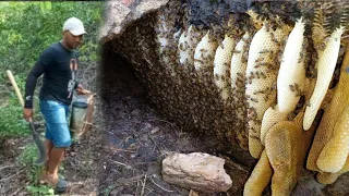 ABELHA ENORME EM TÚIA DE PEDRA ESSA É DAS BOAS ABELHAS😱