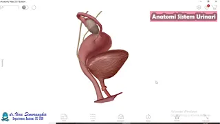 Anatomi Sistem Urinari