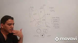 шумы , гемодинамика в сердце при патологии клапанов