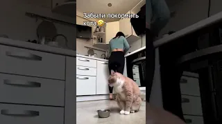 Забыли покормить кота🤣🤣🤣: #юмор #приколы #животные #коты #кошки