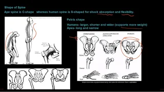 Grade 12 Life Sciences Human Evolution Part 1