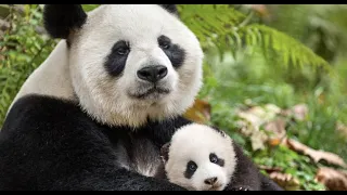 Premier anniversaire des jumelles Panda Yuandudu et Huanlili au zoo de Beauval