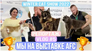 Выставка кошек в Москве. Winter Cat Show Moscow 2022. Мои кошки на выставки. VLOG#5